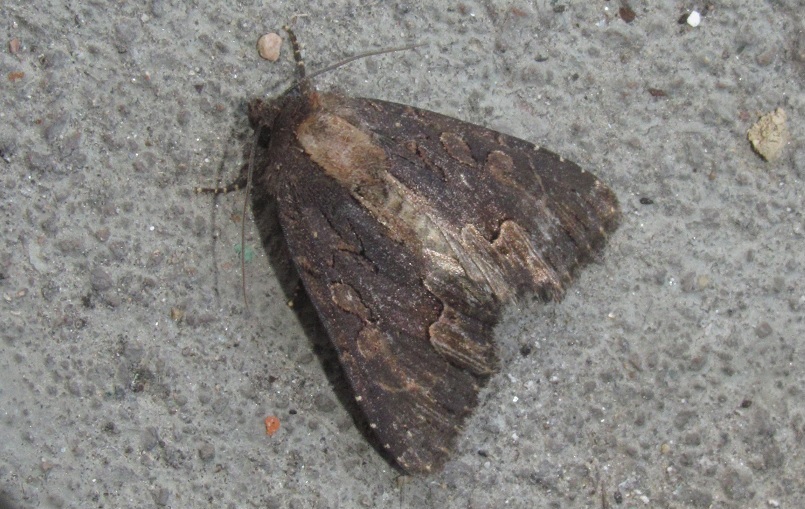 Dypterygia scabriuscula (Noctuidae)